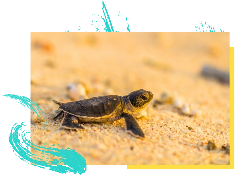 Egy kis tengeri teknős, kikelő sötét kagylóval kúszik át a homokos tengerparton, az óceán felé tartva. A homok aranyszínű és napsütötte, a háttérben néhány elmosódott kagyló. A kék és sárga grafikus ecsetvonások keretezik a kép széleit.