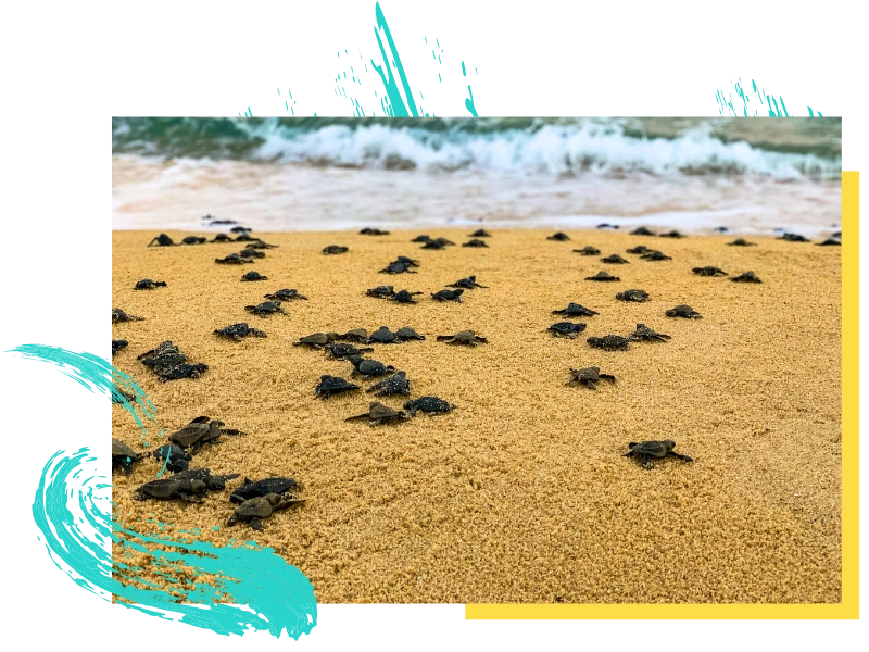 Tengeri teknősbébék tucatjai másznak át aranyszínű homokon az óceán felé, habos hullámokkal a háttérben. A jelenetet absztrakt türkiz és sárga ecsetvonások borítják az oldalakon és az alsó széleken.