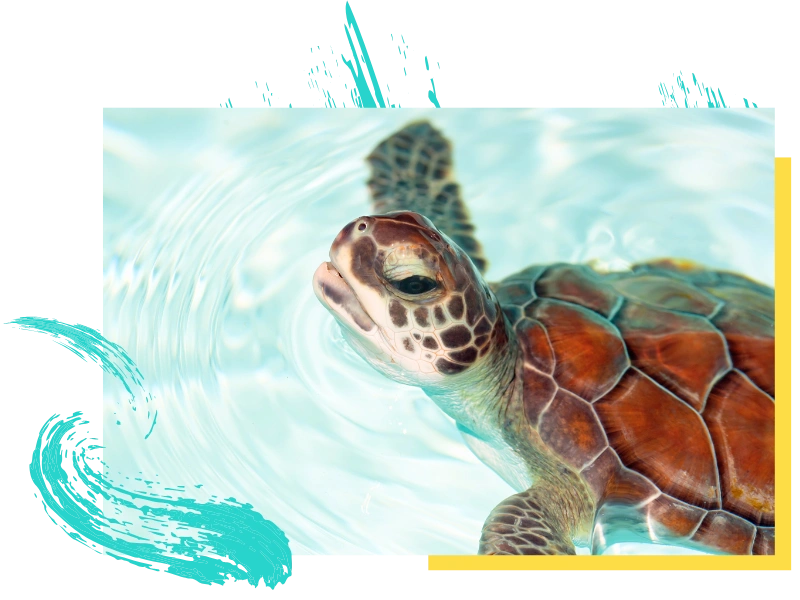 Egy barna, mintás héjú tengeri teknős tiszta kék vízben úszik. Hullámok veszik körül a fejét, amint a felszín fölé emelkedik. Dekoratív türkiz és sárga grafikai elemek keretezik a fotót.