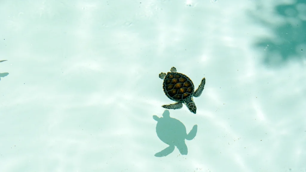 Egy kis tengeri teknős egyedül úszik a tiszta, sekély vízben, és határozott árnyékot vet a homokos fenékre. A nyugodt, halványkék jelenet a SEE Turtles által népszerűsített békés kalandokat idézi, finom hullámzásokkal és a napfény fokozza a nyugalmat.