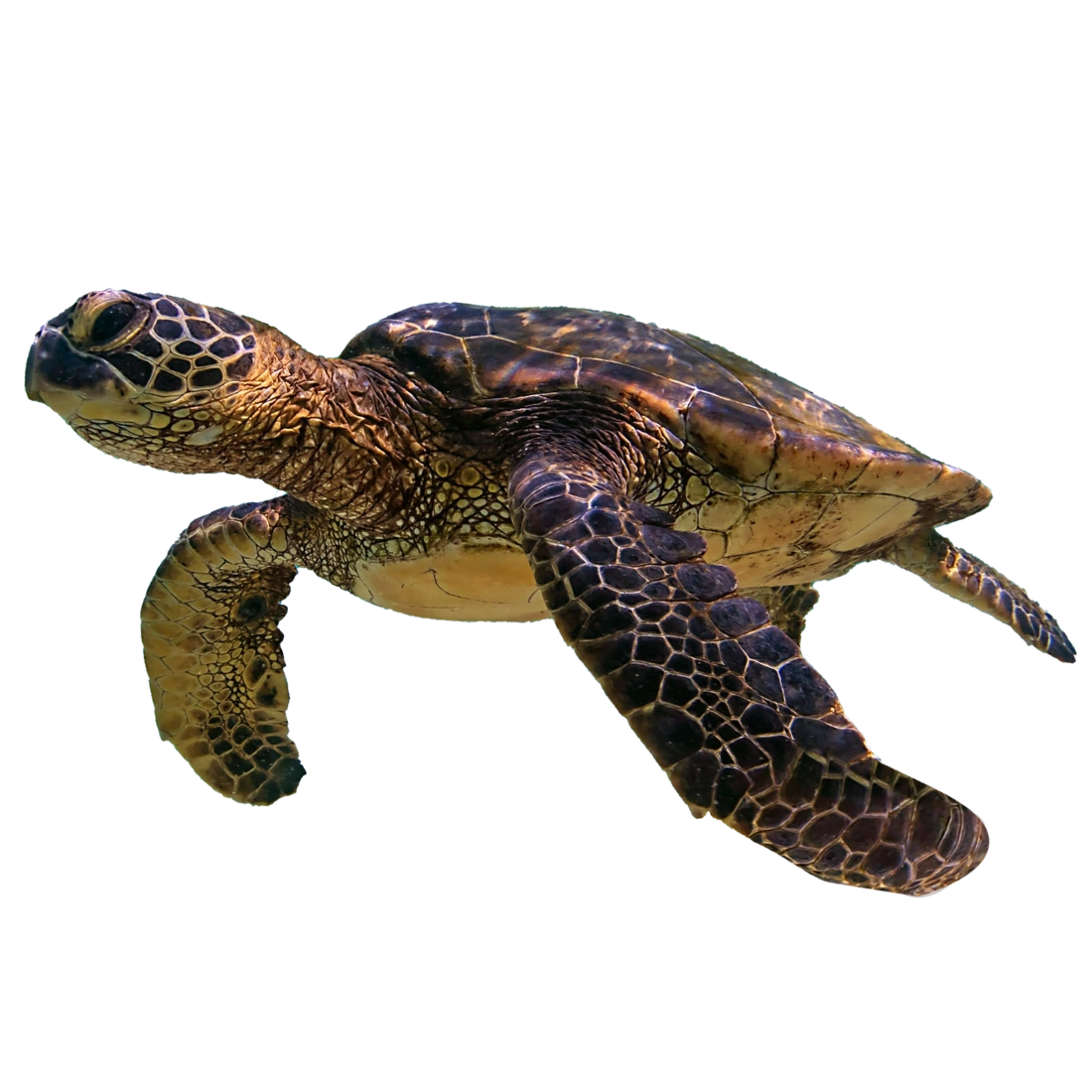 Egy tengeri teknős kinyújtott első úszóival úszik. Texturált héja és pikkelyes bőre barna, zöld és sárga árnyalatokat jelenít meg. A kép háttere átlátszó, elszigeteli a teknőst és kiemeli annak természetes jellemzőit.