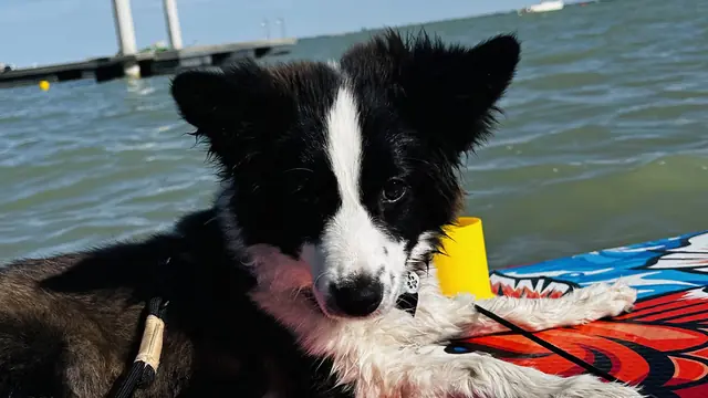 Hund auf einem SUP-Board auf dem Balaton